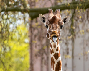 Close up of giraffe pulling funny faces