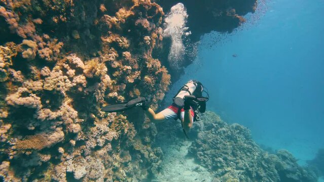 Diver is diving in a coral reef in the Red Sea in Egypt, one person, slow-motion
