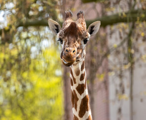 Close up of giraffe pulling funny faces