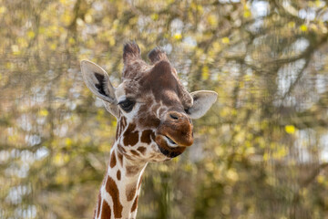 Close up of giraffe pulling funny faces