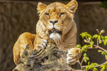 Beautiful and majestic lioness laying in the sunshine