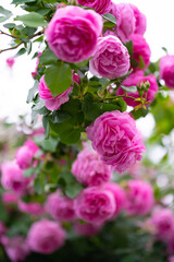 薔薇