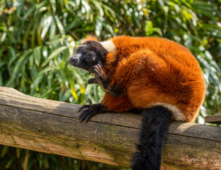 Red ruffed lemur enjoying the sunshine