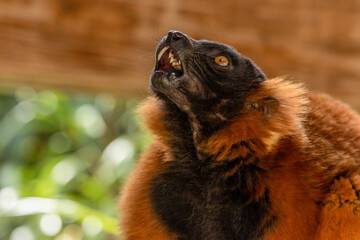 Red ruffed lemur eating a piece of banana and pulling funny faces.  Close up portrait of red ruffed lemur face © Sarah