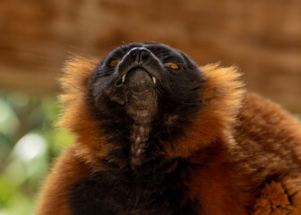 Red ruffed lemur eating a piece of banana and pulling funny faces.  Close up portrait of red ruffed lemur face