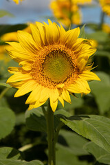 ひまわり1輪のアップ