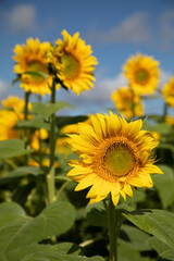 遠近のひまわりのアップ