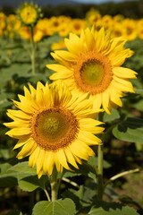 ひまわり2輪のアップ