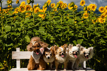 ひまわりと犬たち