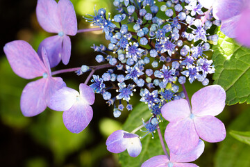 薄紫のアジサイの花とつぼみ大アップと陽光