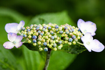 紫のガクアジサイのつぼみのアップ