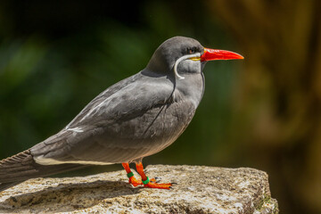 Inca tern, beautiful bird which is near threatened.  Found in Chile, Ecuador and Peru