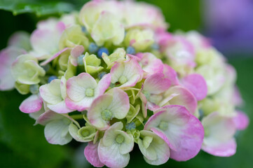 赤紫と白のアジサイのアップ