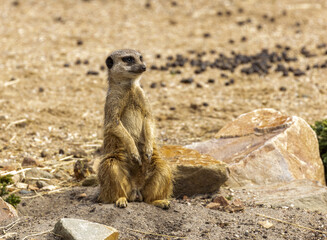 Cute meerkat on lookout duties in the sunshine keeping guard 