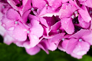 赤紫のアジサイのアップ