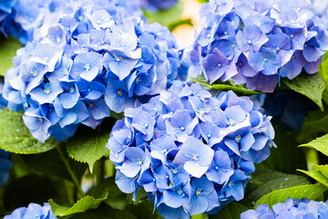 青紫のあじさいの花3輪