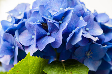 青紫のアジサイのアップ