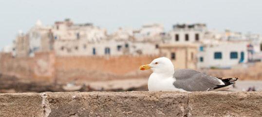 City of Essaouira in Morocco, with a seagull in the foreground
