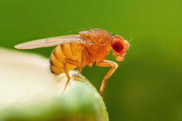 Tropical Fruit Fly Drosophila Diptera Parasite Insect Pest on Vegetable Macro