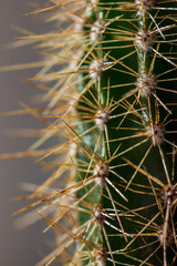 cactus close up