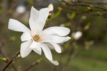 Wiosenny , biały kwiat magnoli kwitnącej wiosną na miejskim  skwerku przed ratuszem . Piękno...
