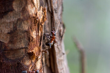 leśna ruda mrówka rudnica  ( Formica rufa ) Żołnierz z wydatnymi żuwaczkami  na sosnowym pniu czujnie stoi na warcie . - obrazy, fototapety, plakaty