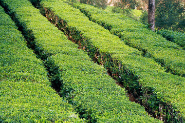 beautiful tea garden farm  with misty valley in munnar kerala