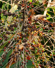 coffee plant with ripe beans ready to harvest kerala