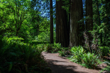Trail in the Redwoods, California