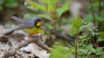 Canada Warbler: A Melodic Sign of Spring Migration in Southern Ontario.  Wildlife Photography.