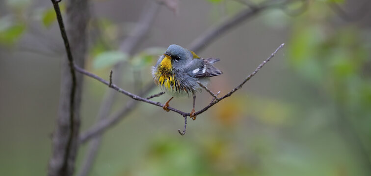 Male Northern Parula,  Warbler Bird.  Perched on a Branch in Ontario's Spring Migration.  Wildlife Photography. 