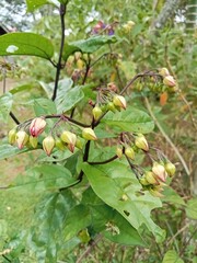 Vibrant Begonia Coccinea Blossoms