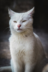 White Cat