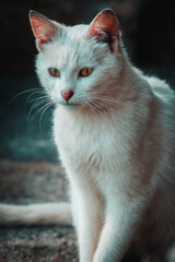 White Cat © Kawjorek