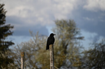 crow on a branch