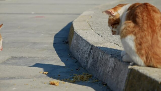 Two homeless wild cats fighting for food on the city street.