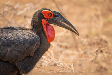 Southern Ground Hornbill bird portrait as it walks through the grass in Kruger