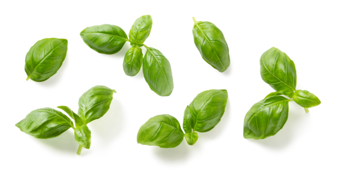 Mediterranean herbs: fresh basil. set of six isolated leaves, twigs and tips over a transparent background, subtle natural shadows, top view / flat lay