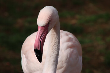 Obraz premium Young Flamingo