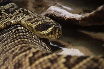 Face of a Rattlesnake