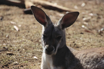 Face of a Red Kangaroo