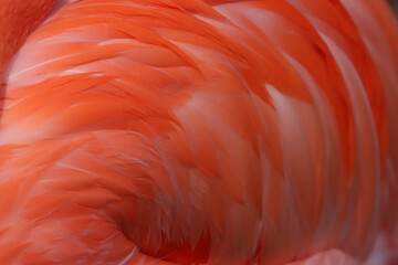 Flamingo Feather