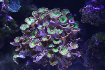 Glowing Coral