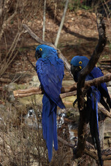 Hyacinth Macaws