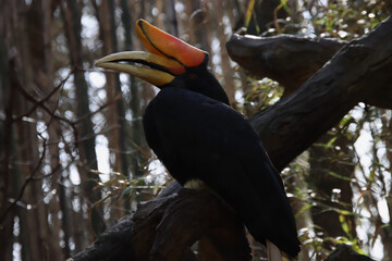 Perched Rhinoceros Hornbill