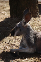 Profile of a Red Kangaroo