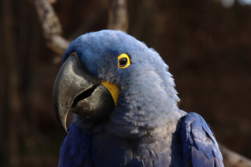 Protrait of a Hyacinth Macaw