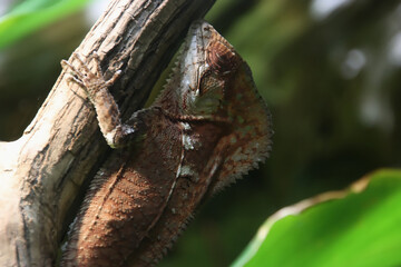 Red Basilisk Lizard Sleeping
