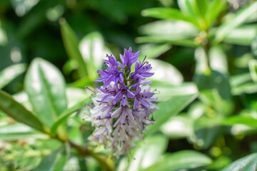 Close-up of Hebe flower | Hebe andersonii
