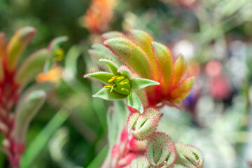 Flower of Kangaroo Paw | Anigozanthos flavidus